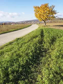 Uninhabited Landscape Prints: Baum im herbst