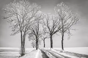 Deserted Winter Landscape Prints: BaumAllee