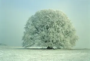 Germany Winter Landscape Prints: Bavaria beech tree Germany