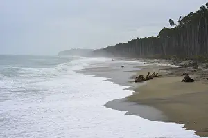 South Island Nature Scene Prints: Beach with forest in the background