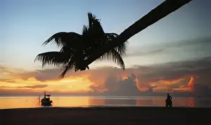 Beach Sunset Scene Prints: Beach palm tree