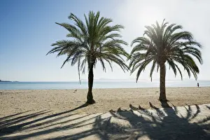 Balearic Islands Coastline Prints: Beach with palm trees, Can Picafort