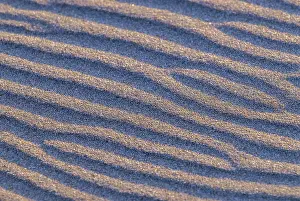 Deserted Pacific Beach Prints: Beach, Sand, Pattern, Wind, Sea