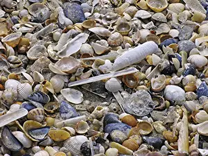 Deserted Coastline Photos Prints: On the beach, shells, shell beach