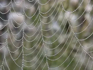 Autumnal Atmosphere Prints: Bead net