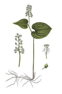 Medicinal Herb Illustration Prints: Bead-ruby (Convallaria bifolia)