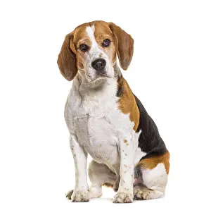 Isolated White Background Dogs Prints: Beagles sitting and looking at the camera