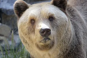Prints of Bear Grizzly Bear Prints: Bear Bear Print by imageBROKER