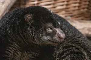 Prints of Bear cuscus, Phalanger Maculatus with baby on her back. cute little animal of dark color with long tail and tenacious paws with claws. Lives in trees Phalangeridae Prints: Bear Cuscus Print with Baby on Back