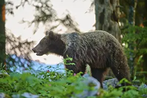 Prints of A bear in the evening light of the forest, surrounded by green foliage and trees, appears calm - European brown bear (Ursus arctos), Slovenia A bear in the evening light of the forest Related Prints: European Brown Bear in Evening Forest Light Print
