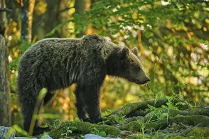 Prints of A bear in the forest, standing amongst moss and greenery and observing its surroundings: European brown bear (Ursus arctos), Slovenia Related Prints: European Brown Bear Print: A Forest Observation