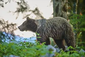 Prints of A bear in the forest at dusk, surrounded by greenery, with soft light in the background, European brown bear (Ursus arctos), Slovenia Related Prints: European Brown Bear in Slovenian Forest Dusk Print