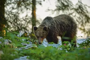 Prints of A bear in the forest at sunset, surrounded by lush greenery and rocks, European brown bear (Ursus arctos), Slovenia Related Prints: European Brown Bear in Sunset Forest Print