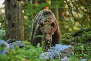 Prints of A bear looking directly at the viewer, surrounded by a green forest at dusk, European brown bear (Ursus arctos), Slovenia Related Prints: European Brown Bear Print: Dusk in the Slovenian Forest