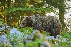 Prints of A bear in the lush greenery of a forest, amongst rocks and grass, looks calm and peaceful - European brown bear (Ursus arctos), Slovenia A bear in the lush greenery of a forest Related Prints: European Brown Bear Print - Lush Forest Scene