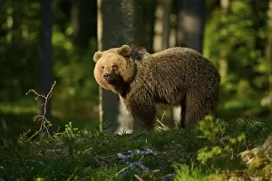 European Brown Bear Slovenia Prints: A bear standing in the sunlight amongst the trees in the forest