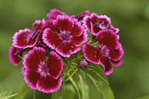 Pink Flowering Plant Prints: Bearded carnation