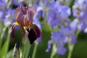 Bearded Iris Prints: Bearded Iris, Iris barbata hybrid (Iris)