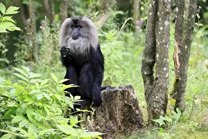 Old World Monkeys Prints: Bearded macaque (Macaca silenus)