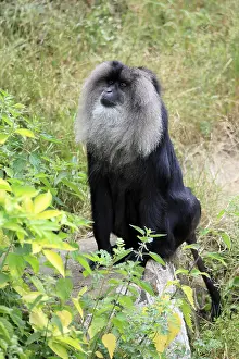 Indian Wildlife Photography Prints: Bearded macaque (Macaca silenus)