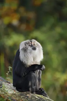 Macaca Silenus Prints: Bearded monkey or Wanderu (Macaca silenus)
