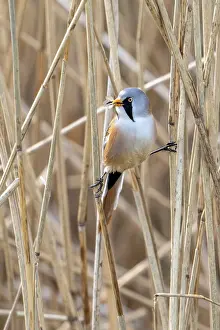Bearded Reedling Prints: Bearded Reedling Print - Adult Male in Wetland