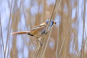 Bearded Reedling Prints: Bearded Reedling Print - Adult Male Foraging in Wetland