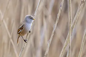 Bearded Reedling Prints: Bearded Reedling Print - Adult Female in Wetland Spring