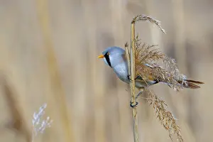 Bearded Reedling Prints: Bearded Reedling Print - Adult Male Foraging in Wetland