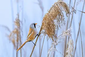 Bearded Reedling Prints: Bearded Reedling Print - Adult Male Foraging in Wetland