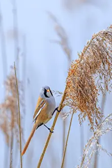 Bearded Reedling Prints: Bearded Reedling Print - Adult Male Foraging in Spring