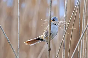 Bearded Reedling Prints: Bearded Tit Collecting Nest Material Print