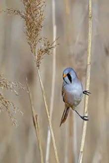 Bearded Reedling Prints: Bearded Reedling Print, Adult Male on Reed Stem