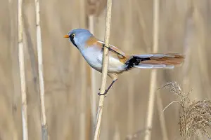 Bearded Reedling Prints: Bearded Reedling Print: Adult Male Foraging in Wetland