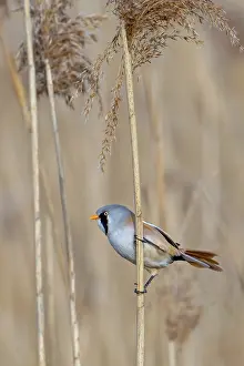 Bearded Reedling Prints: Bearded Reedling Print - Adult Male Foraging in Wetland
