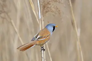Bearded Reedling Prints: Bearded Reedling Print: Adult Male Foraging in Spring