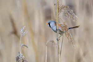 Bearded Reedling Prints: Bearded Reedling Print - Adult Male in Wetland