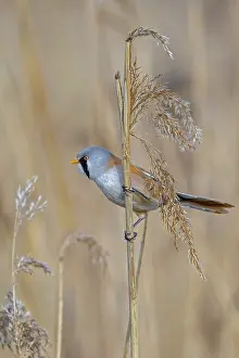 Bearded Reedling Prints: Bearded Reedling Print: Adult Male Foraging in Spring
