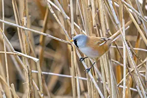 Bearded Reedling Prints: Bearded Reedling Print - Adult Male Foraging in Wetland