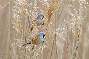 Bearded Reedling Prints: Two Bearded Reedlings Print - Spring Foraging