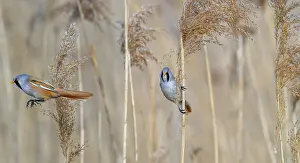 Bearded Reedling Prints: Two Bearded Reedlings in Flight, Spring Print