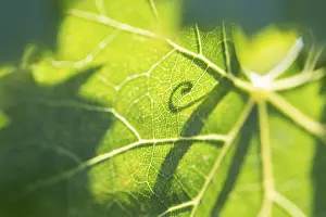 Agricultural Plant Life Prints: Beautiful backlit grape leaf with shadow of vine