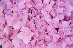 Close Up Hydrangea Flowers Prints: Beautiful hydrangea blossoms macro