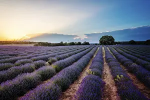 Lavender Fields Prints: Beautiful image of lavender fields