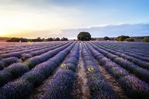 Lavender Fields Prints: Beautiful image of lavender fields