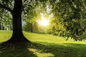 Agricultural Land Use Prints: A beautiful leafy tree in the field