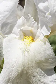 Colorful Irises In Garden Prints: Beautiful multicolored iris flower bloom in the garden