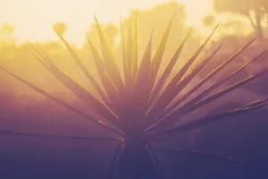 Close Up Nature Photography Prints: Beautiful Palm Tree Detail At Sunset