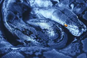 Sulawesi Island Animals Prints: Beautiful Python in bright blue color