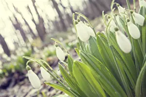 Morning Light Atmosphere Prints: Beautiful springtime background